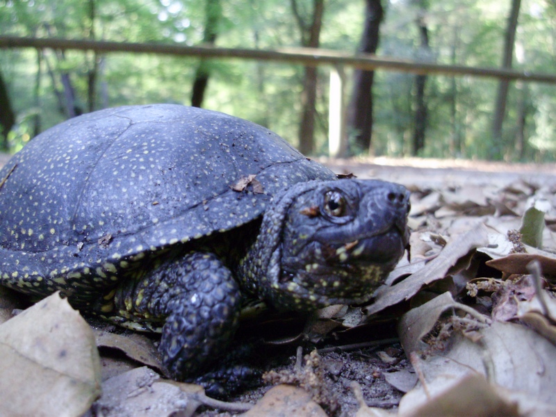 Emys orbicularis